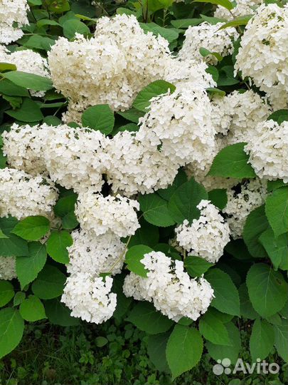Гортензия