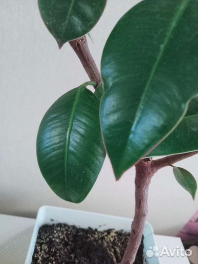 Фикус каучуконосный