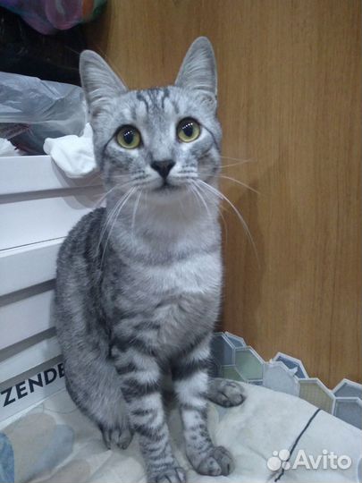 Котики в добрые руки