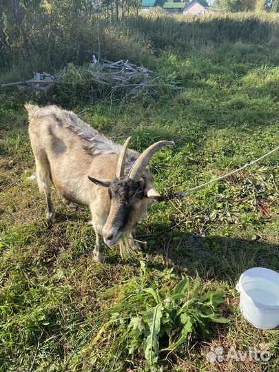 Коза дойная
