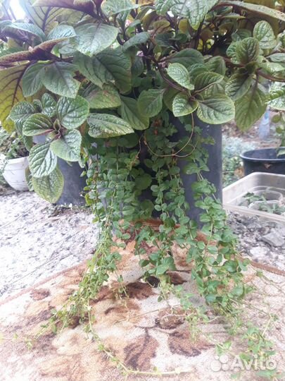 Рассада многолетних цветов