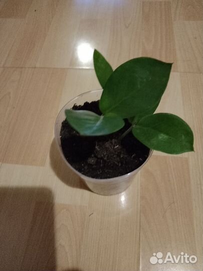 Замиокулькас(долларовое дерево.)