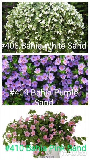 Бакопа вегетативная 12 сортов