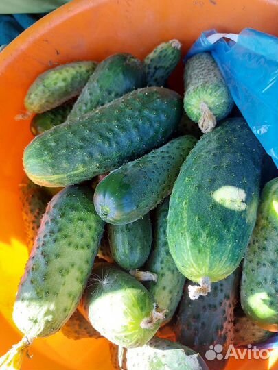 Огурец пупырчатый (Маша)