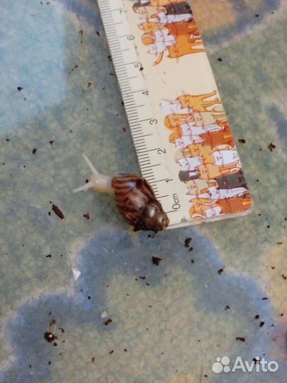 Улитки Ахатины