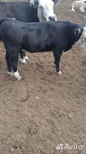 Лошадь. Корова