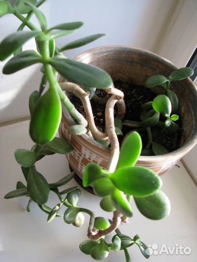 Денежное дерево