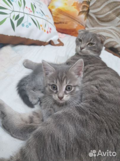 Котёнок от вислоухой кошки