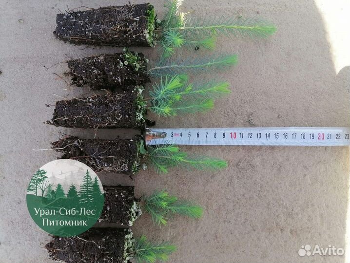 Зкс и окс Сосна Ель Лиственница сеянцы Голуб горн