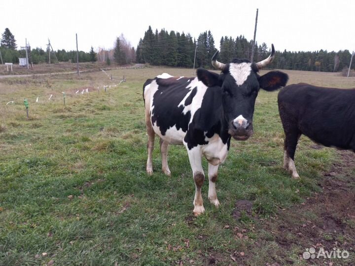Корова стельная дойная