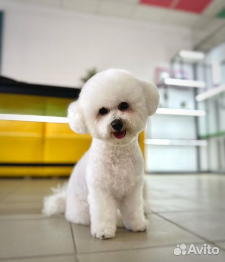 Груминг. Стрижка и вычесывание собак