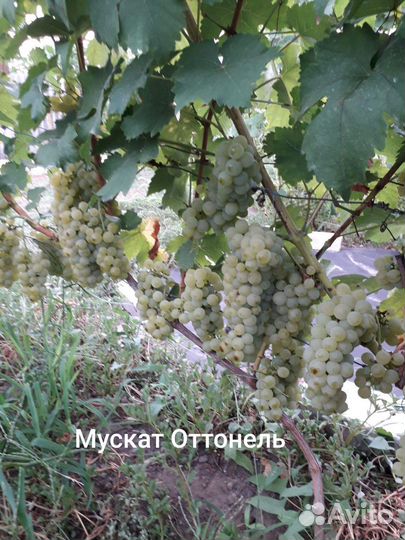 Саженцы и черенки винограда