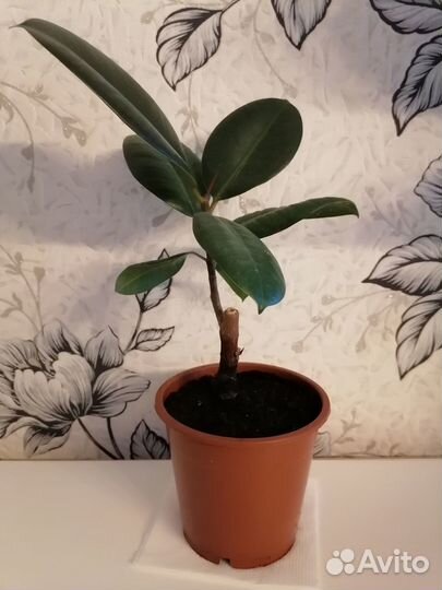 Фикус/драцена/замиокулькас/спатифиллум