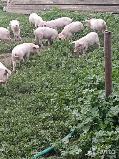 Поросята мясной породы