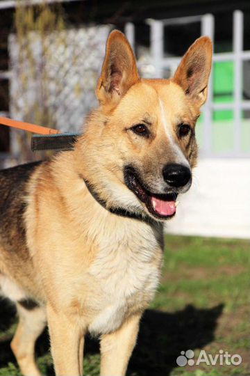 Собаки бесплатно в добрые руки