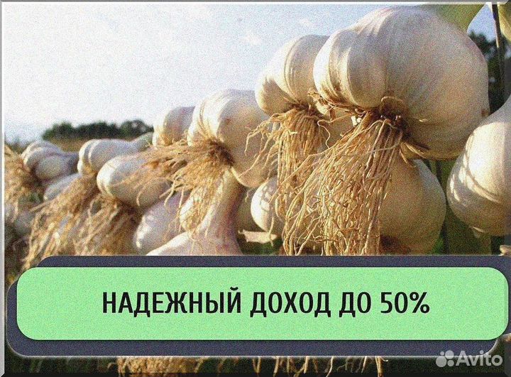 Ищу инвестора в сх. Доход до 50%