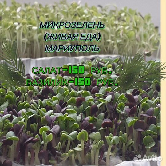 Продать микрозелень