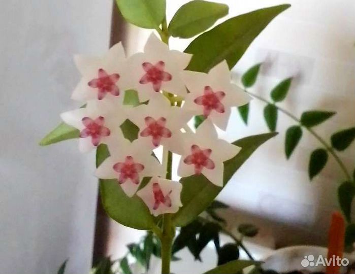 Хойя Белла Черенки на Срез