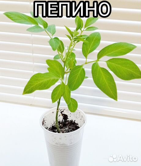 Комнатные растения цветы