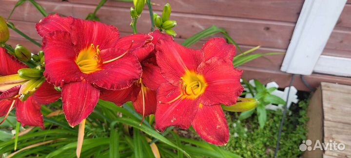 Лилейник гибридный