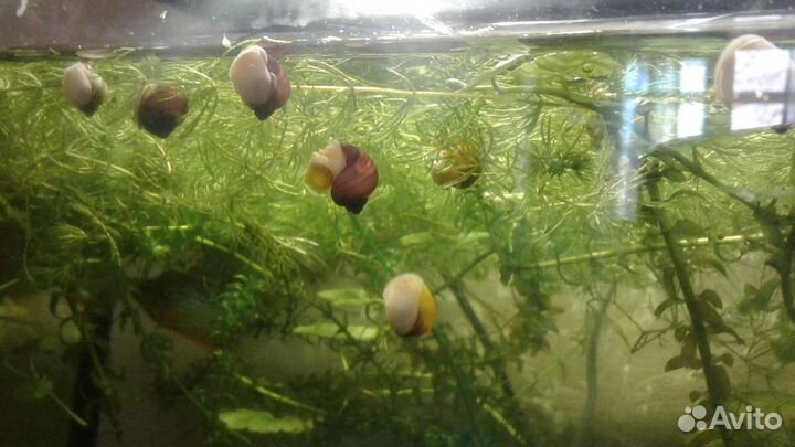 Улитки Ампулярии