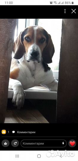 Эстонский Гончий выжлец для вязки Екатеринбу