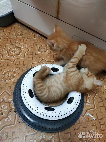 Отдам бесплатно в добрые руки котёнка
