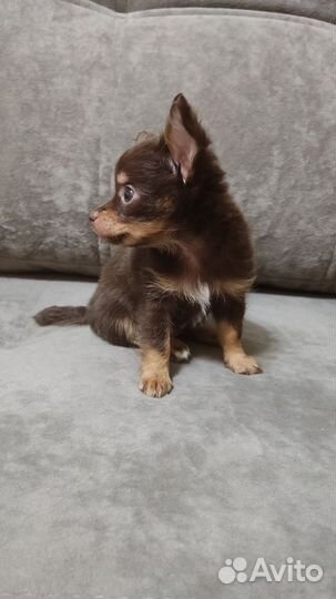 Мини той-терьер щенок