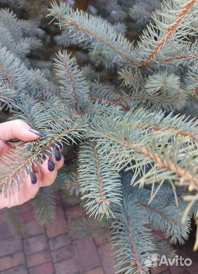 Ель живая в горшке 1.2м