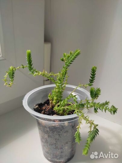 Суккуленты