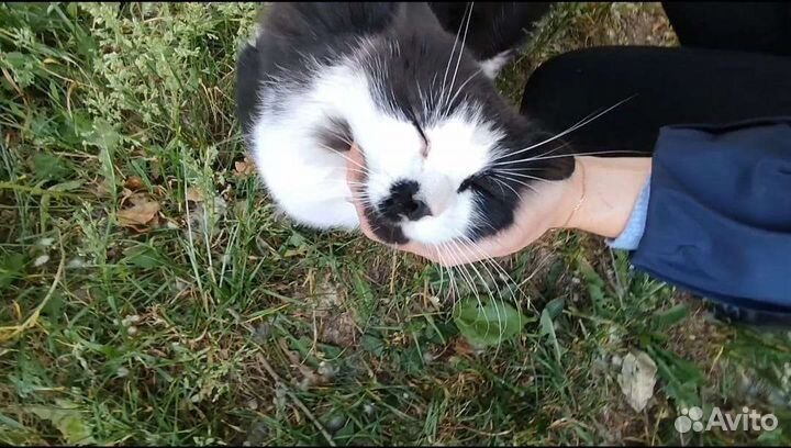 Кот Марсель в добрые руки