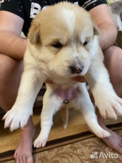 Собаки щенки бесплатно