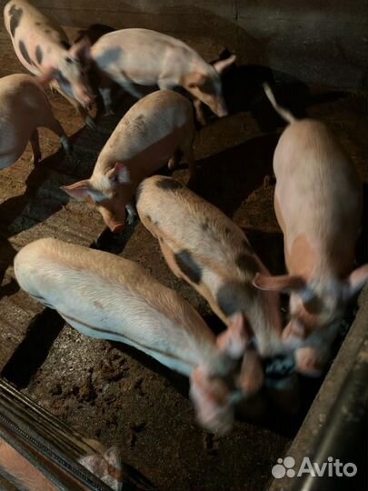 Поросята