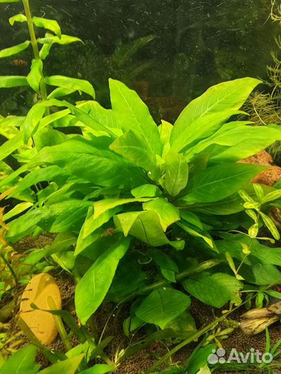 Аквариумные растения прополка