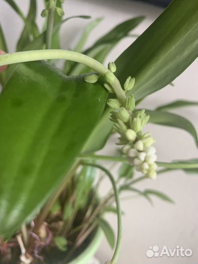 Дримиопсис пятнистый