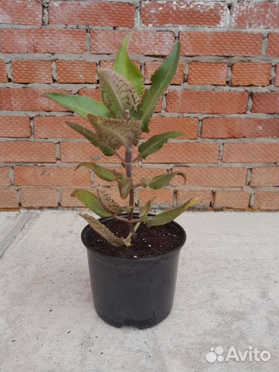 Каланхоэ лечебное