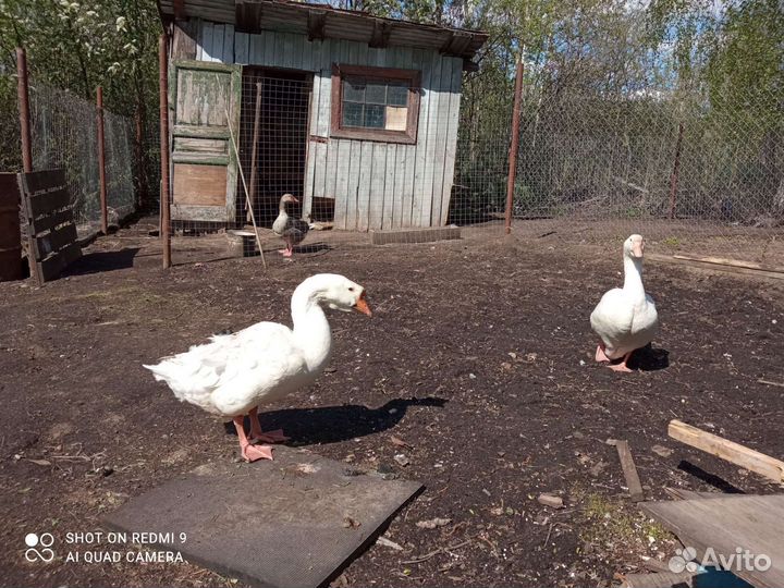 Гусята