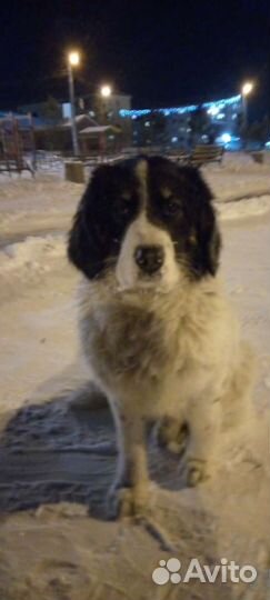 Спаниель метис в добрые руки