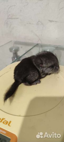 Шиншиллëнок