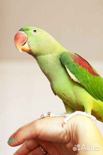 Александрийский, кольчатый попугай. Ручные птенцы
