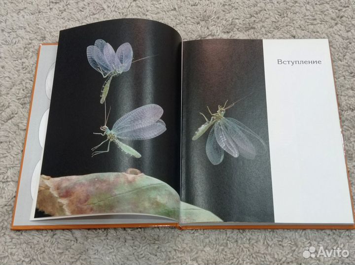 Насекомые и Пауки: энциклопедия. Фотографии