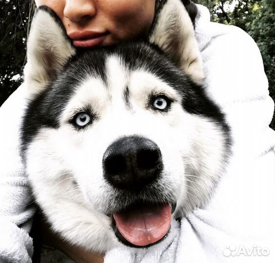 Зоогостиница для животных, передержка питомцев