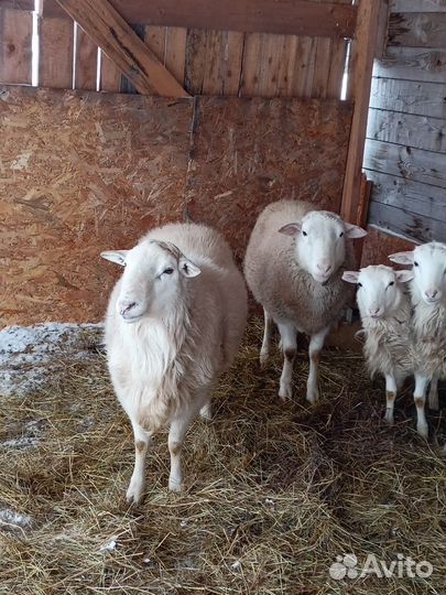 Овцы бараны