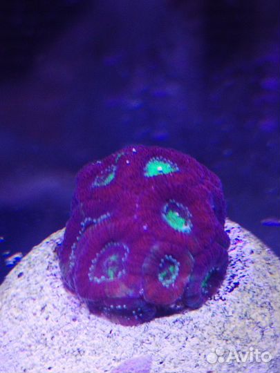 Морские кораллы