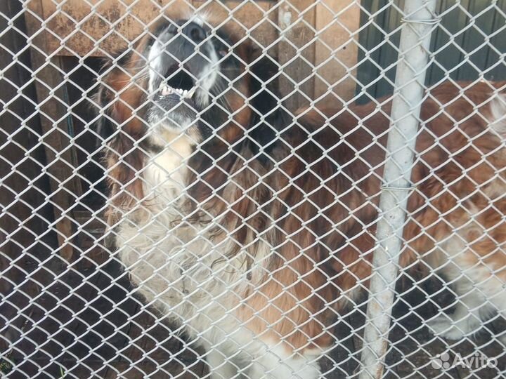 Домашние животные собаки щенки