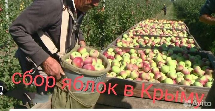 Разнорабочий, сбор яблок