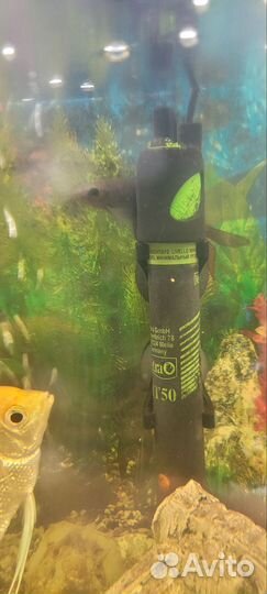 Аквариумные рыбки