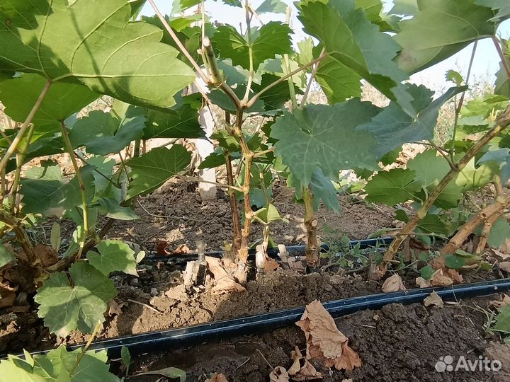 Привитые виноградные саженцы сорт