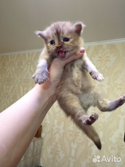 Шотландская девочка