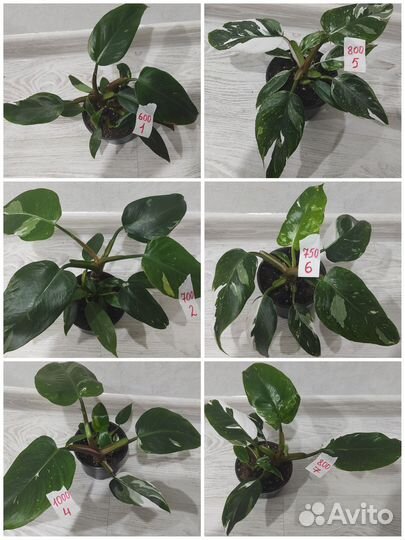 Комнатные и уличные растения